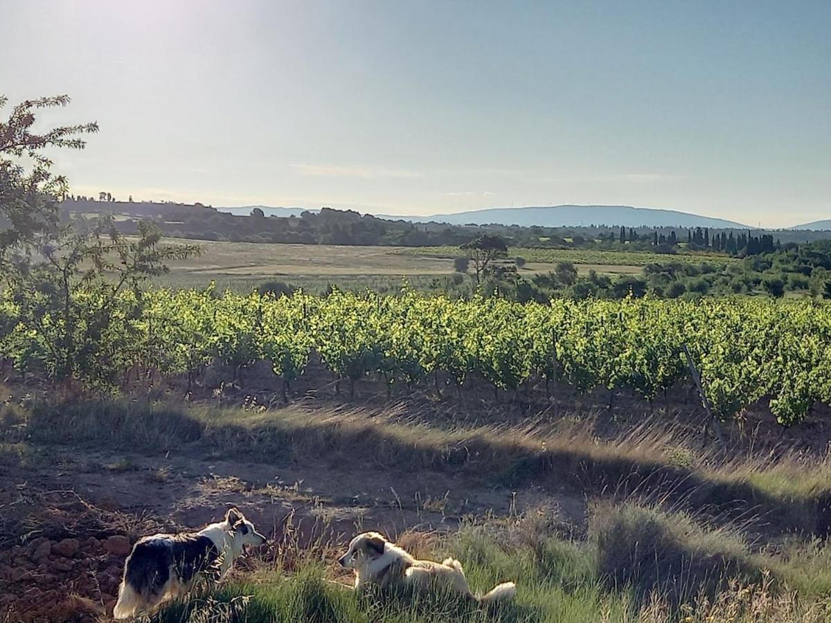 Rieux-Minervois Domaine Saint Augustinヴィラ エクステリア 写真