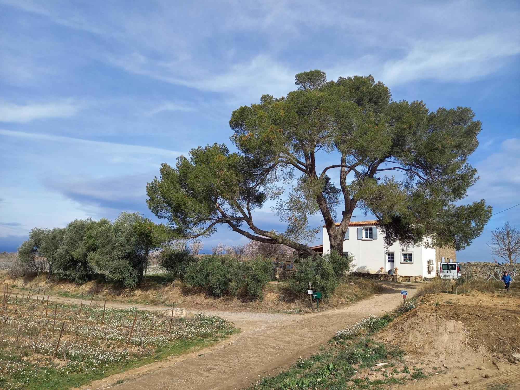 Rieux-Minervois Domaine Saint Augustinヴィラ エクステリア 写真